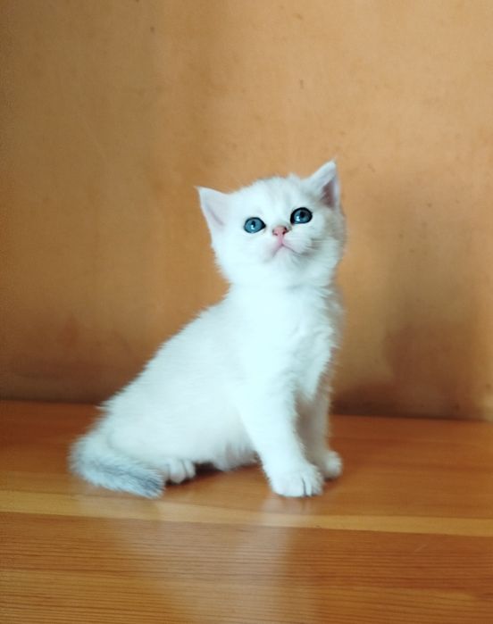 Сребърни британчета