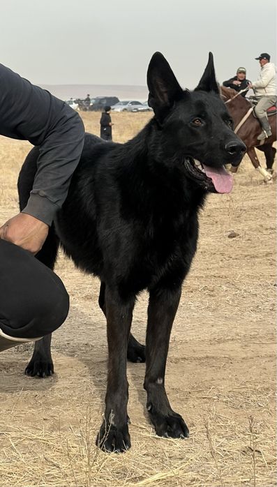 Овчарка заботливая