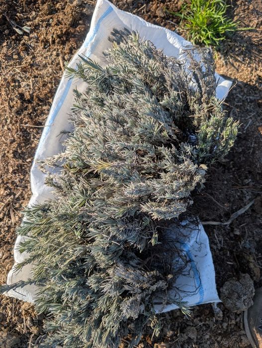 Butași de lavandă anul 1, 3 lei butașul