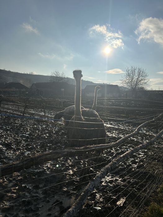 Vand doua familii de struți!