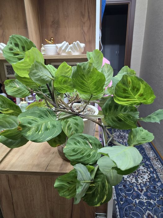 Продам маранту взрослую