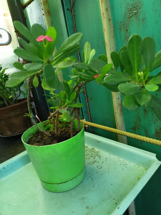 Домашние  цветы из дома Хлорофитум , алоэ , денежное дерево и др