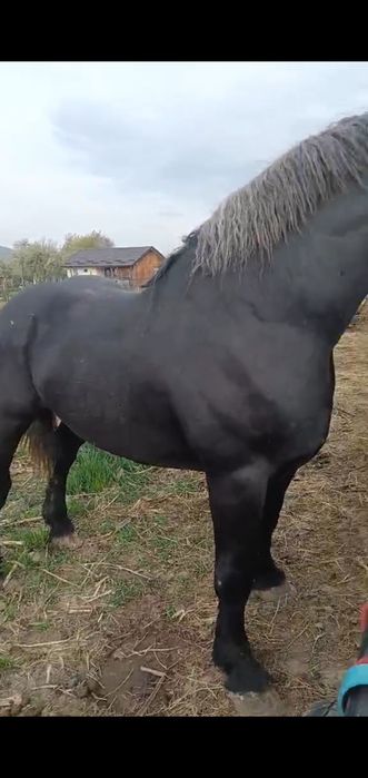 Vând harmasar cuminte  3pe 4 ani