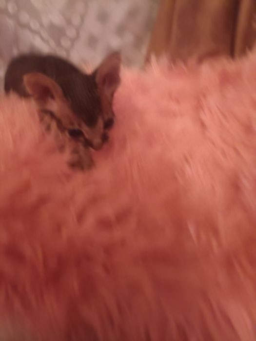 Продам котят донского сфинкса