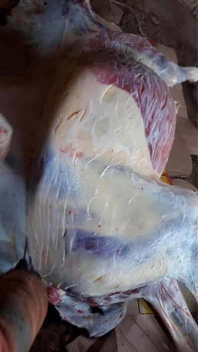 Продам конину согым