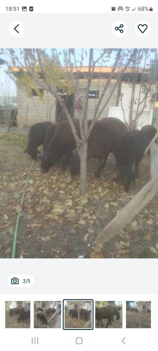 Бараны продается