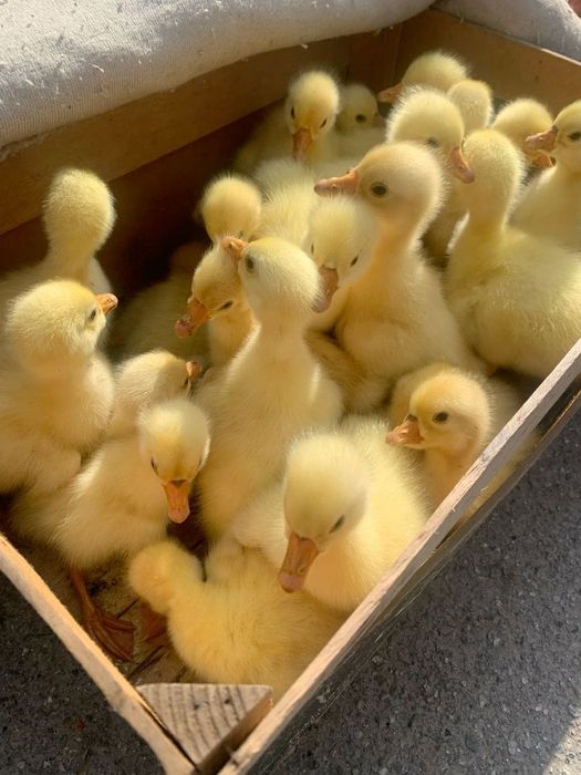 Гусята суточные недельные порода Линда