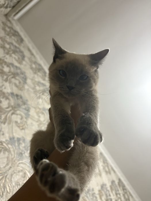 Мысык.