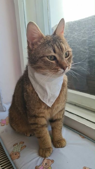 Motanul LEO spre adoptie