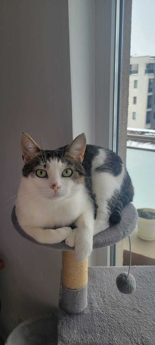 Cat-sitting Cluj-Napoca – îngrijire pisici la domiciliu