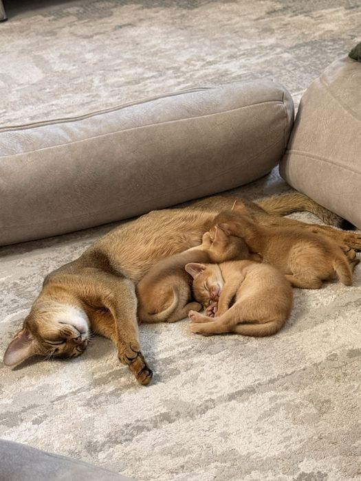 Абиссинские котята