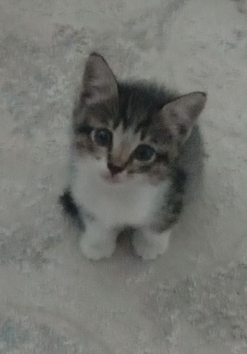 котёнка отдам добрые руки