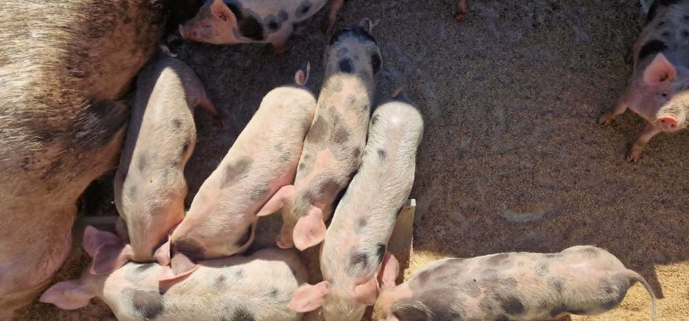 Продавам Малки Прасенца на 2 месеца