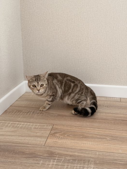 Кошка кистокровная британка