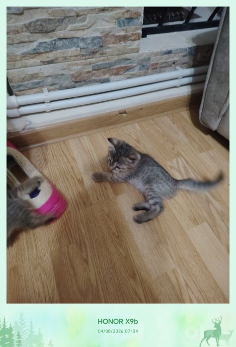 Котики беспородные