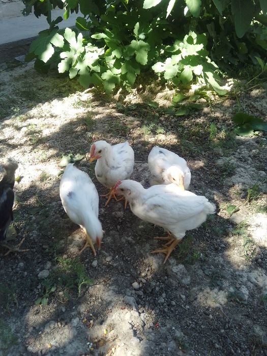 Sendi joja xorozla sotiladi