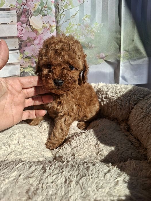 Мини  Пудел   Момченца  и  Момиче