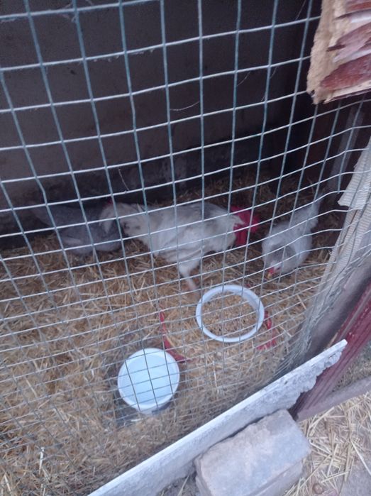 Tovuqlar va Horoz sotaman