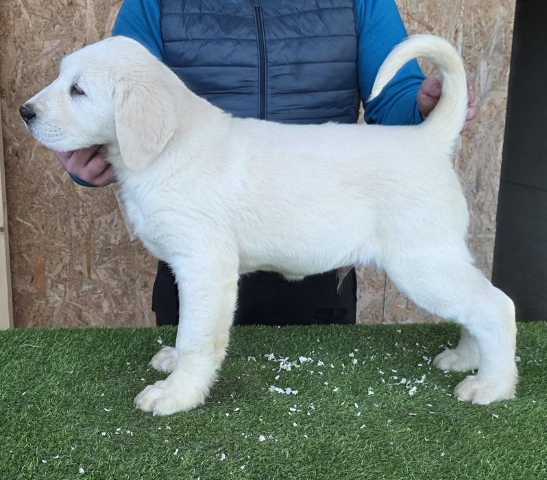 Mascul Ciobănesc de Asia Centrală