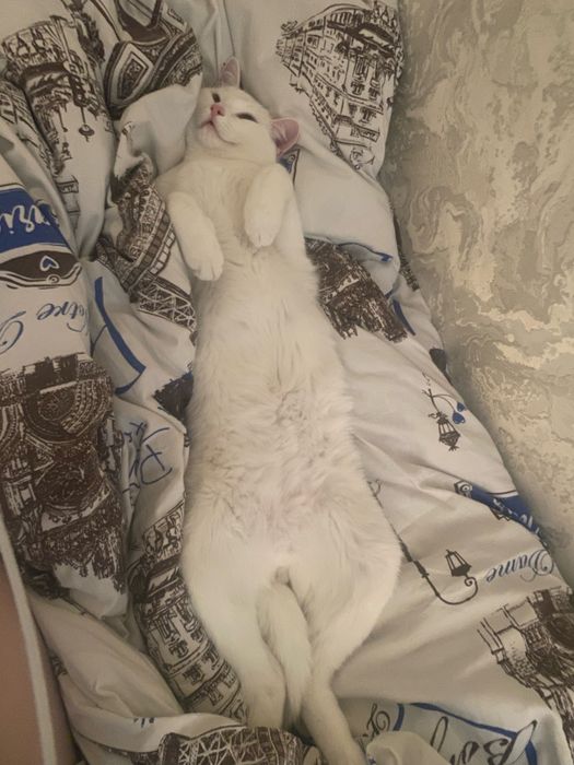 Краткошерски британец , отдам бесплатно