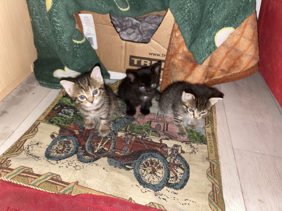 бритаская короткошерстная котят девочки