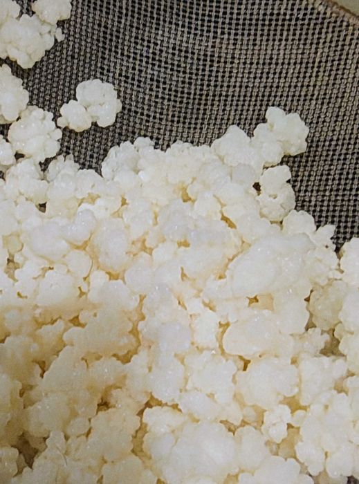 Kefir de apa de lapte Kombucha