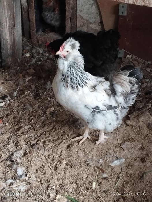 Яйцо для инкубатора