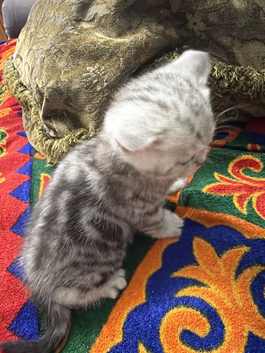 шотладский котенок