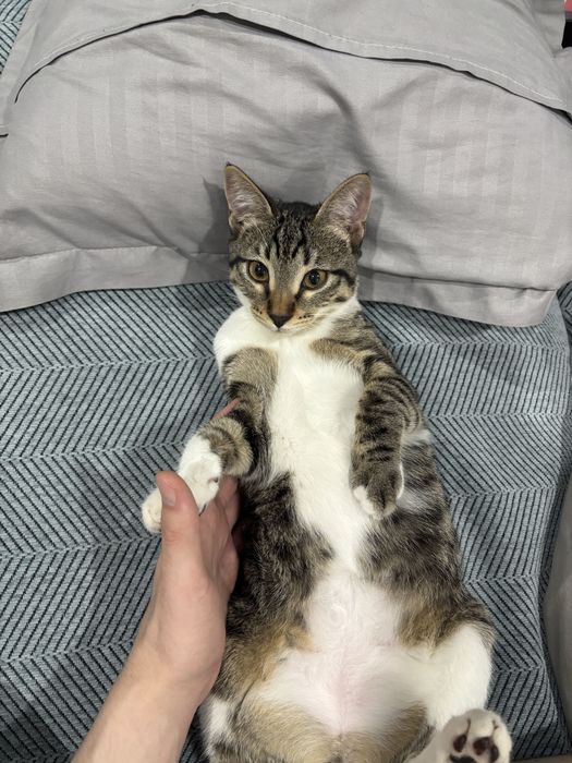 Отдам в хоршие руки котенка
