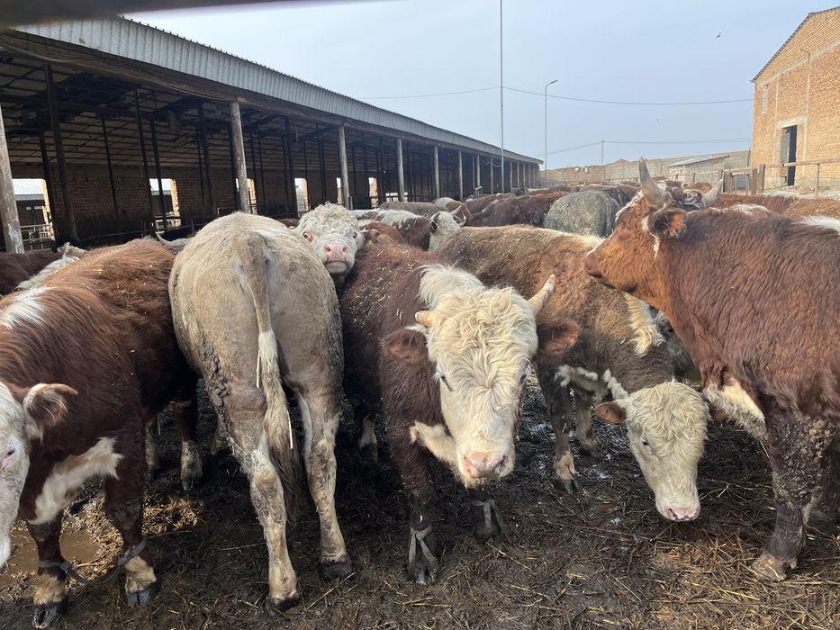 Бычки бұқалар ақбас