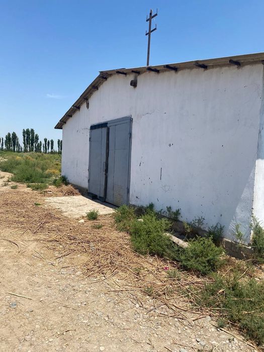 Sirdaryo shahar Uzbekiston kalhozida (Boston) 4 gektar ferma