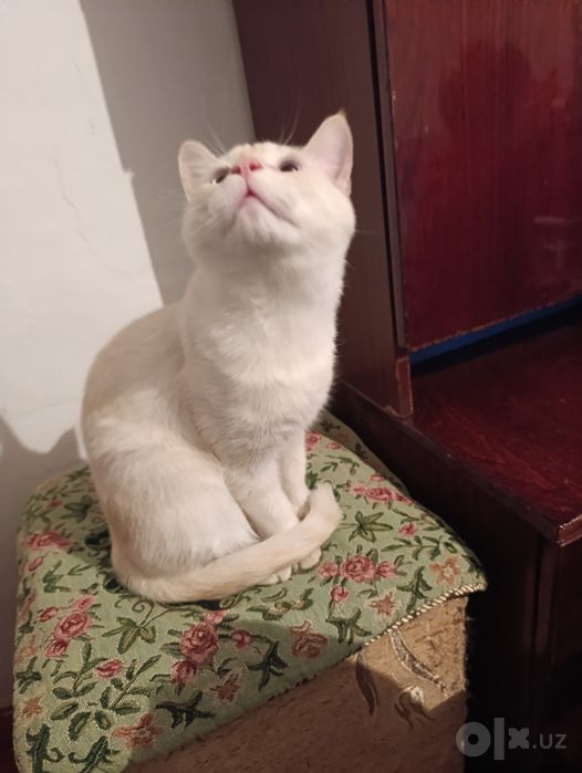 Отдадим кота в добрые руки