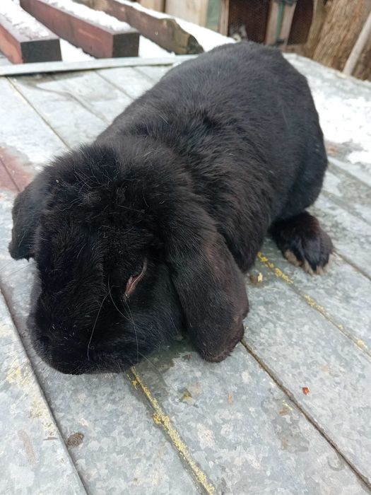 Зайци Белгийски великани