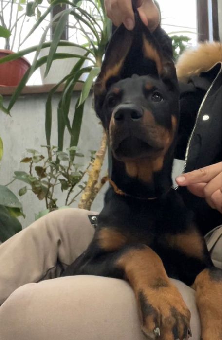 Продам шенка дрбермана