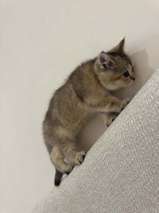 Кошка британский золотистый щинщила