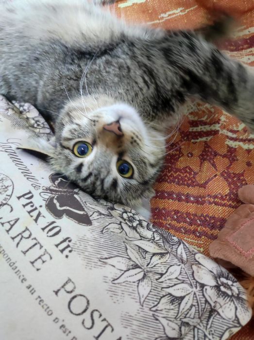 Кошечка Мышка в добрые руки.