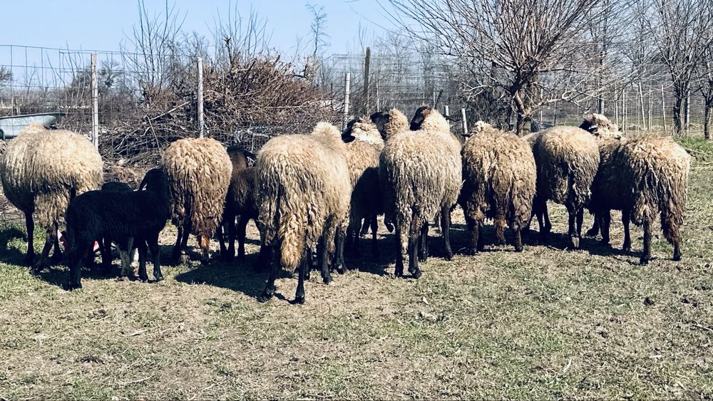 Oi carabase sarbesti