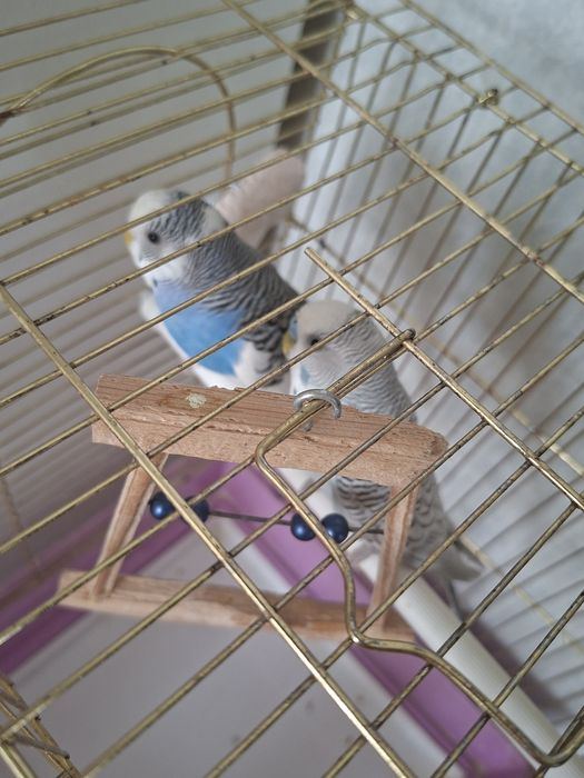 Продам волнистых попугаев