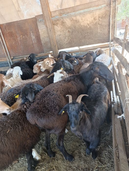 Продам бараны жирные. Кой сайтам