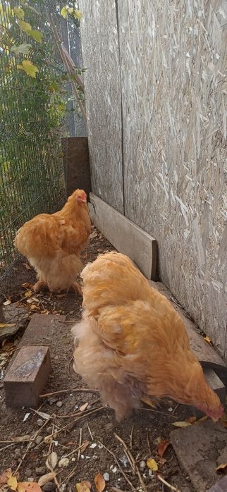 Cocoș cochinchina uriaș