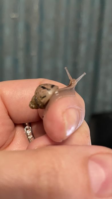 Малыши улитята Ахатины. Город Сарань