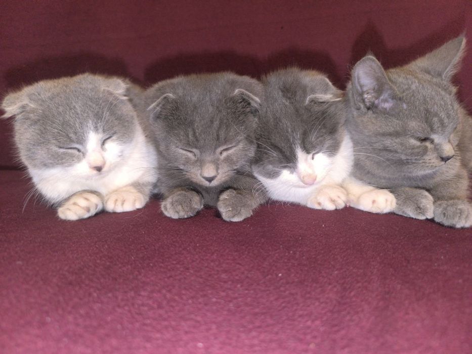 Mushuk bolasi oq va seriy aralash rang