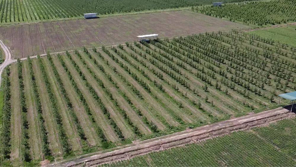 Яблоневый сад (apple garden)