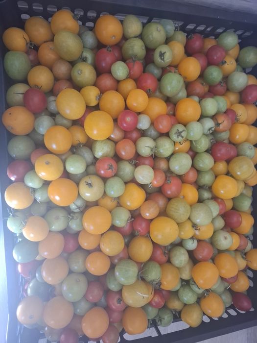 Продам  домашние помидоры