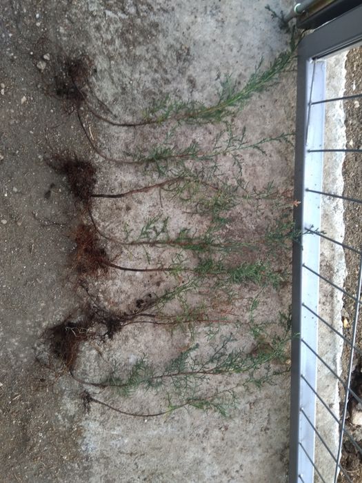 кипариси  три годишни 30 - 40 см