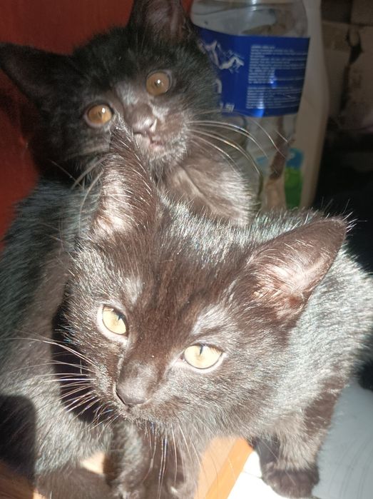 Отдам котят в добрые руки