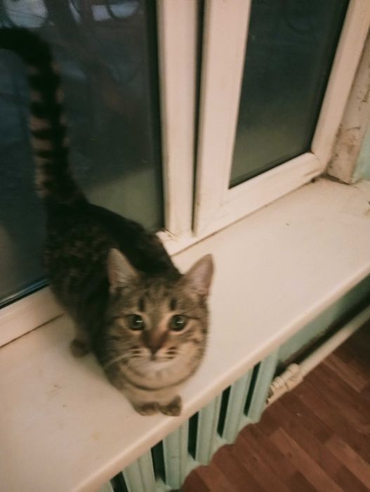 Отдам котенка в добрые руки