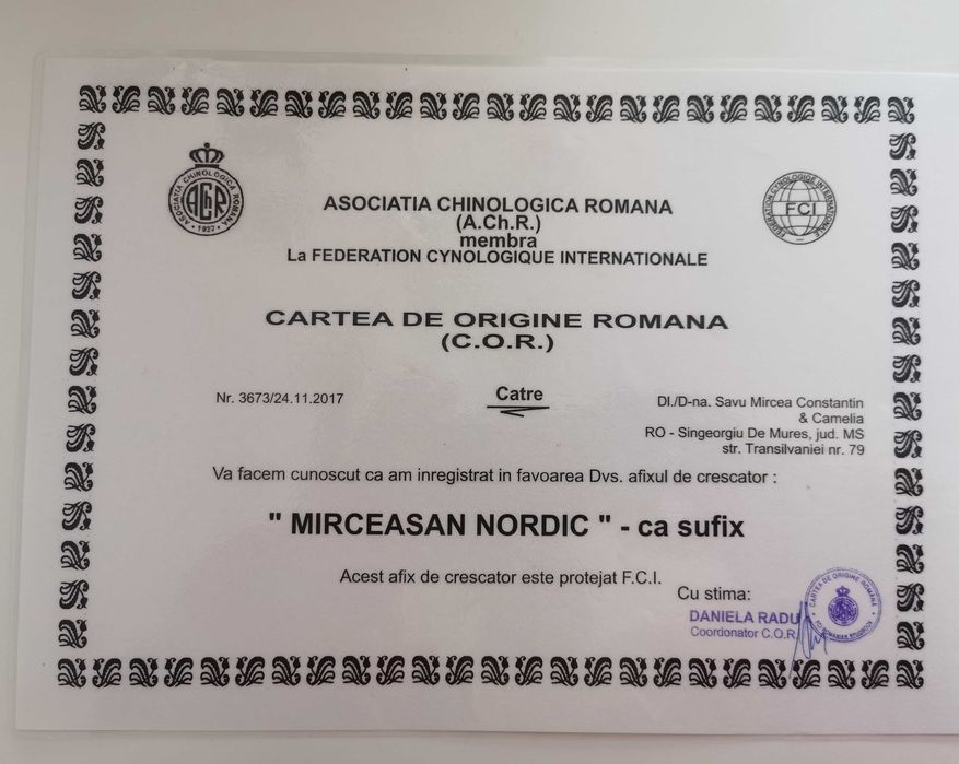 Pui Akita inu, femelă, părinți multipli campioni!