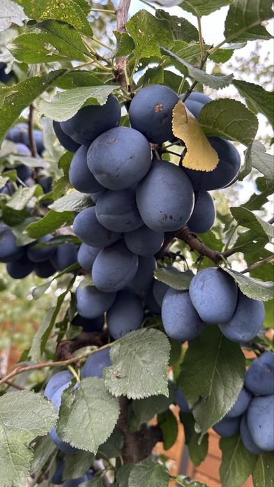 Prune pentru țuică si consum