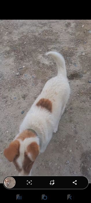 Продаеться собака